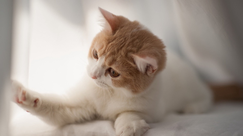 domestic animals, playful, indoors, relaxation, animal body part, orange, no people, animal, furred, curious, domestic, animal themes, young animal, cute