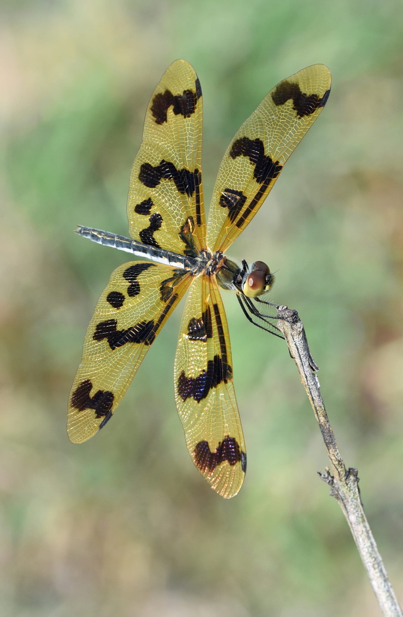butterfly - insect, animal markings, yellow, 2K, camouflage, animal, nature, animals in the wild, dragonfly, close-up, pattern, no people, outdoors, camouflage dragonfly