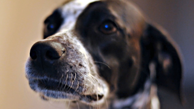 looking away, looking, no people, mottled, pets, domestic, selective focus, 1080P, coated, animal eye, domestic animals, indoors, focus on foreground