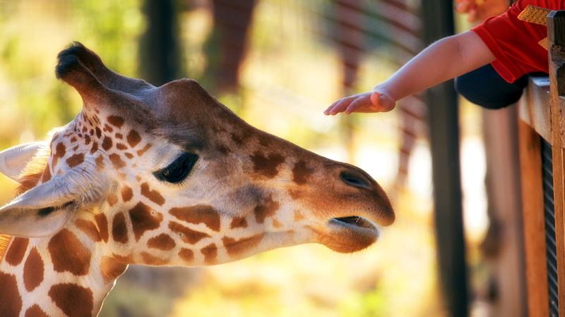 nature, animal tongue, giraffe, beauty In Nature, outdoors, one animal, eating, animals in captivity, 2K, focus on foreground, animal Head, human body part