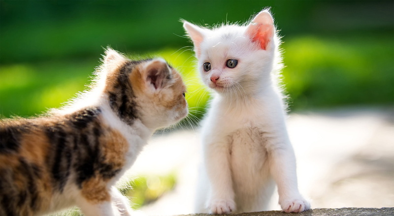 Kittens, Cute, white color, Outdoor, group of animals, Baby, young animal, vertebrate, animal family, no people, feline, kitten, cat, animal themes, domestic animals