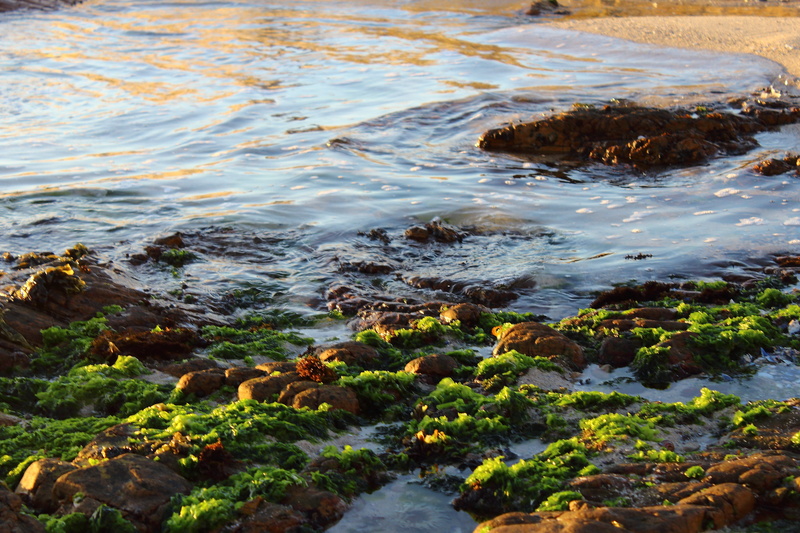 scenics, water, landscape, beside, body of water, Rocks, nature, 5K, body, Moss, outdoors, beach, Sea, green, grasses, rock - Object