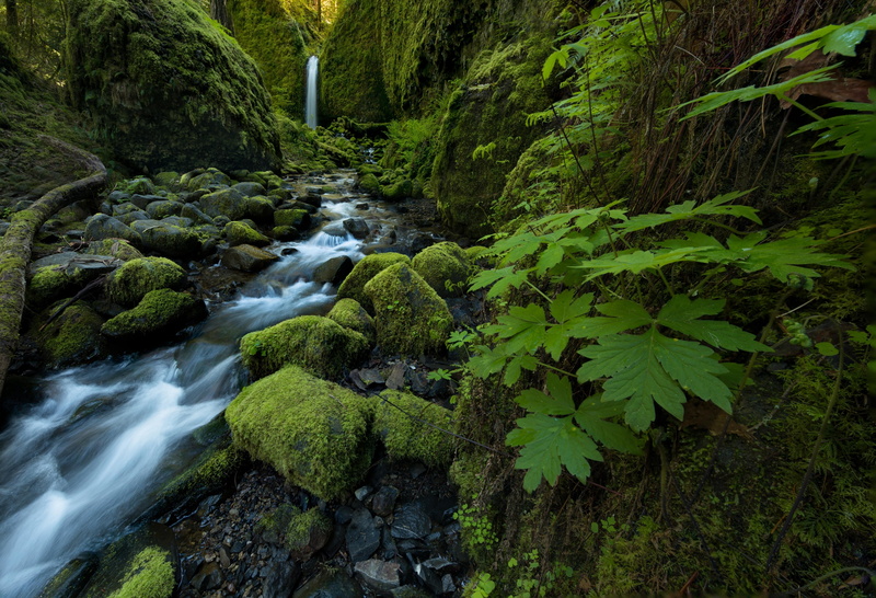 stream, stones, waterfall, moss, Columbia River Gorge, leaves, Ruckel Creek, 4K, Oregon, Mossy Grotto Falls