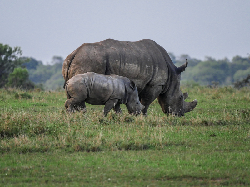 herbivorous, graze, outdoors, young animal, plant, animal themes, side view, rhinoceros, eat, vertebrate, animals in the wild, environment, safari, white rhino