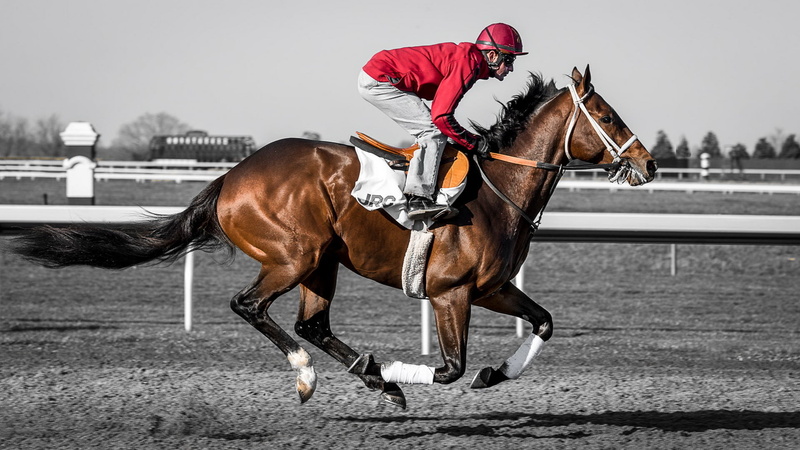 sport, riding, pets, mammal, 1080P, one animal, race, livestock, jockey, domestic animals, headwear, horseback riding, animal wildlife, animal themes