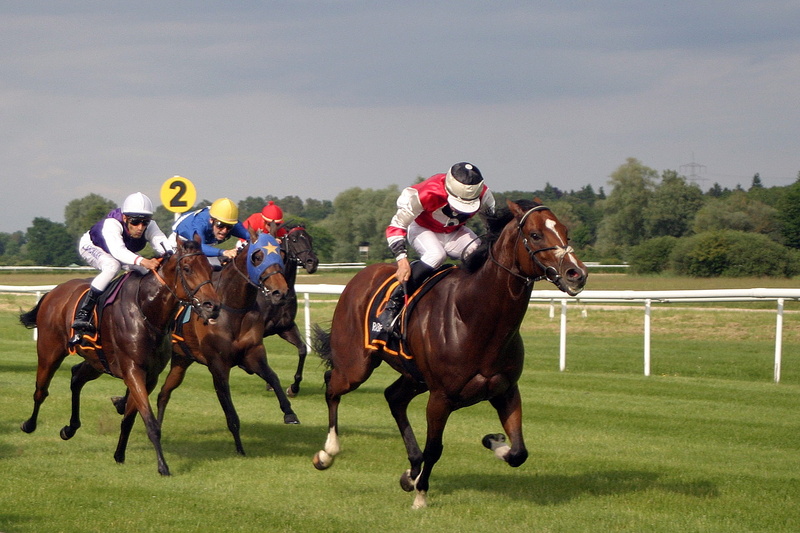 iffezheim, great week, racehorses, outdoors, sport, mammal, competition, baden baden, herbivorous, spectator, daytime, pets, 1080P, racing, animal, animal themes