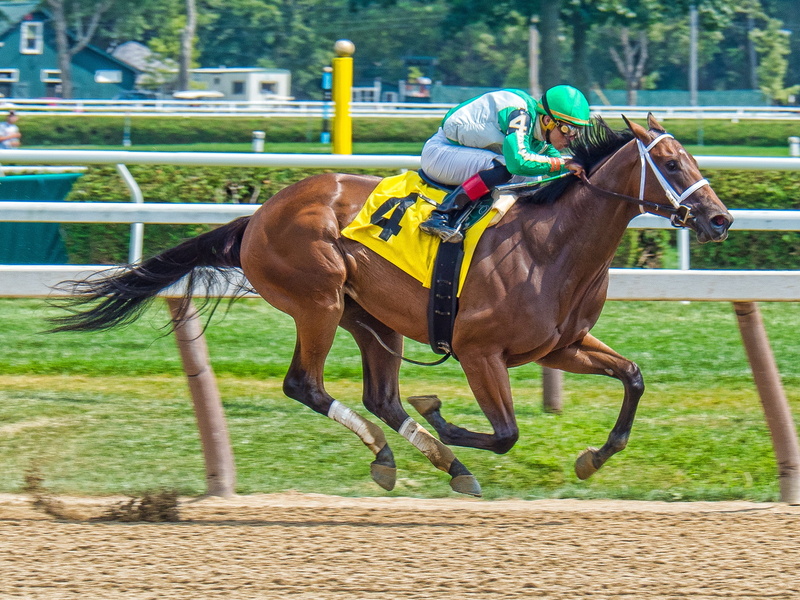 thoroughbred, outdoors, day, mammal, fast, sport, vertebrate, one animal, track, bet, win, people, rider, brown, herbivorous, activity, speed, race horse