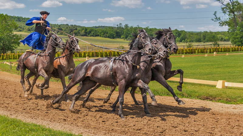 vertebrate, tourist attraction, hungary, animal, traditional costume, animal themes, livestock, tradition, europe, herbivorous, horseman, animal sports