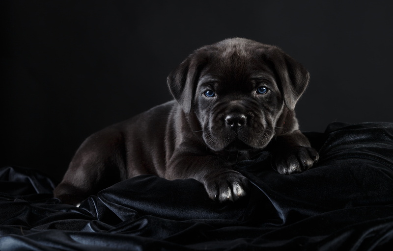 handsome, 2K, black, cane Corso, puppy