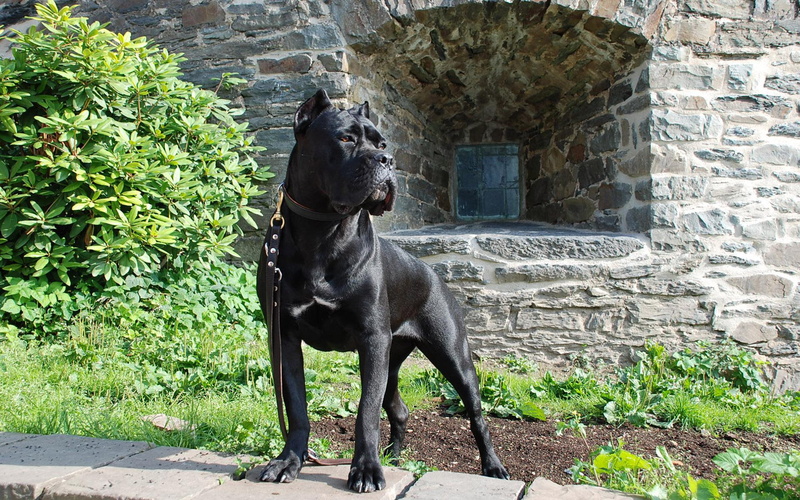 cane corso, black, animals, corso, cane, splendid, 1920x1200, 1080P