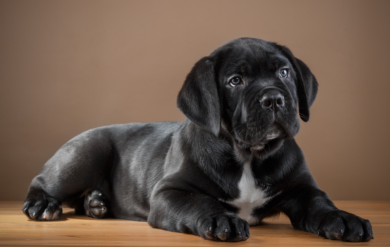 puppy, black, 2K, cane Corso