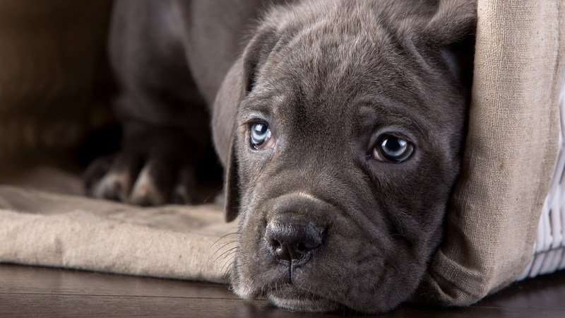 animals, cane corso, 4K, dog, puppies