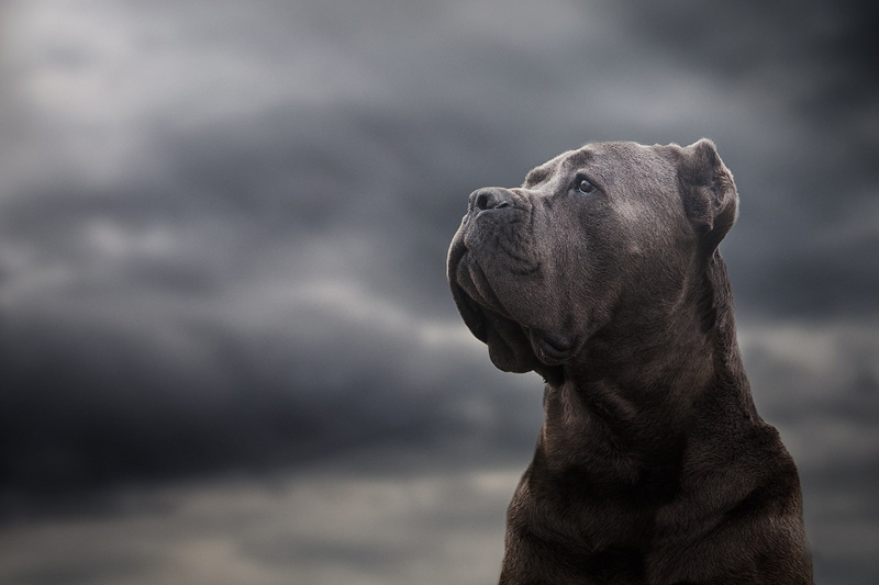 portrait, 1080P, face, background, dog, Cane Corso
