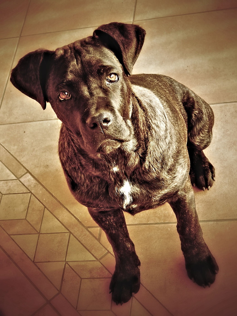 one animal, mammal, animal, animal head, pets, domestic, canine, animal themes, portrait, 1080P, looking at camera, sepia, no people, tiled floor, vertebrate