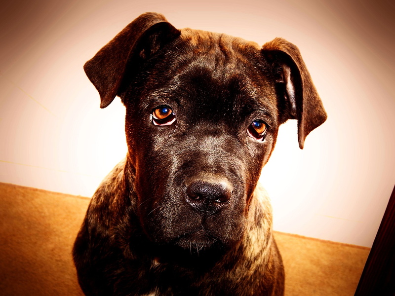 domestic animals, looking at camera, one animal, 1080P, pets, cane corso, close-up, animals, indoors, no people, portrait, animal body part, brown, focus on foreground