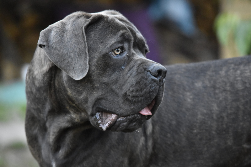 looking away, canecorso, labrador retriever, domestic, black color, 5K, pets, outdoors, mammal, canine, focus on foreground, cane corso, close-up, dog