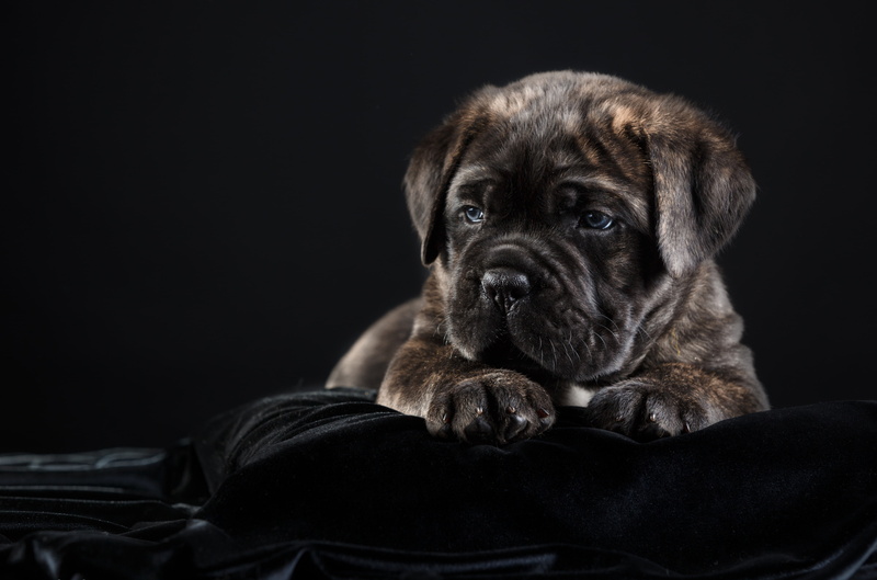 4K, cane Corso, puppy, breed