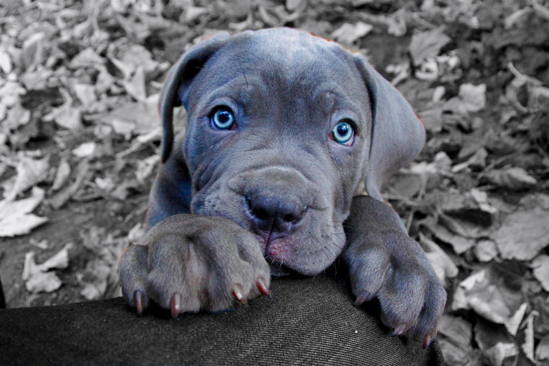 animals, Amazing Animals, cane corso, corso, Dog, 1080P, cane, short, gray, puppy, s, coated
