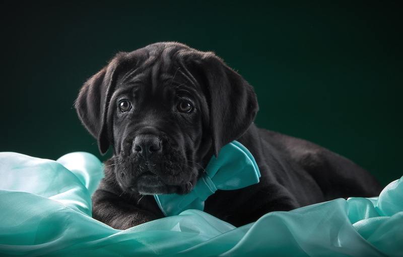 gray, mastiff, cane, 2K, tie, corso, fabric, puppy, neapolitan, cane Corso, butterfly