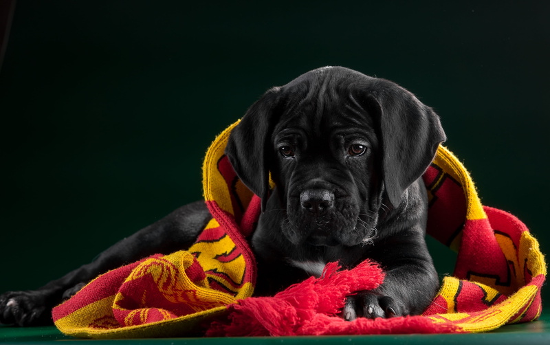close-up, relaxation, fabric, indoors, black color, mammal, puppy, 2K, copy space, clothing, black background, coated, vertebrate, portrait, short, dog