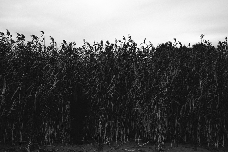 cane, no people, russia, black, day, cherepovets, reed, white, field, 4K, plant, tranquility, nature, forest, crop, environment, tranquil scene, cloud - sky