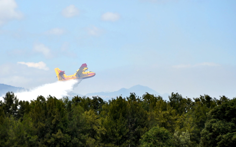 nature, 1080P, sky, cloud - sky, airplane, green color, animal, motion, tree, vertebrate, day, flying, animal wildlife, firefighting aircraft, beauty in nature