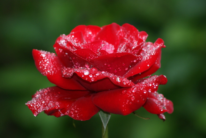 dew, vibrant Color, day, nature, flowerbed, water, plant, inflorescence, focus on foreground, rose - Flower, blossom, rose, close-up, beauty In Nature