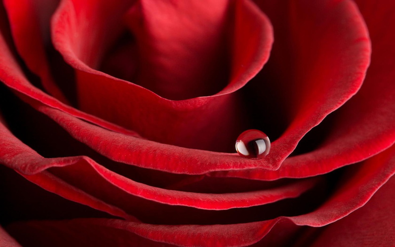 drops, red, android, flowers, water, 720P, rose
