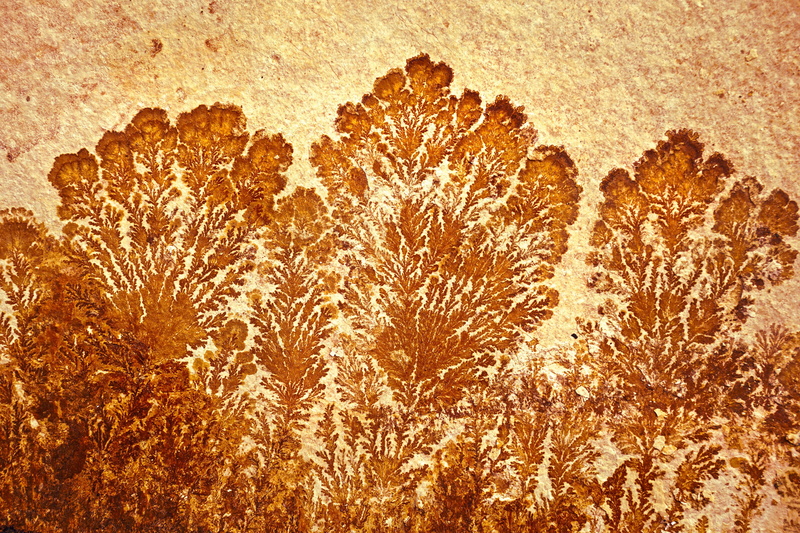 textured, close-up, fossil, outdoors, brown, fund, petrification, jura, growth, 5K, prehistoric times, trees, full frame, directly above, artwork, stone