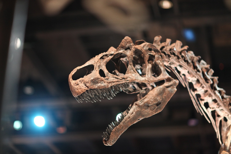fossilized, evolution, creature, lizard, vertebrate, carnivore, photography, reptile, one animal, shallow, indoors, focus on foreground, animal skeleton