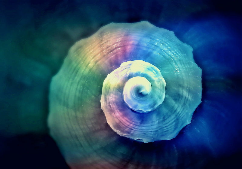 close up, close, beauty in nature, eddy, black background, sea animals, colorful, close-up, water creature, natural pattern, sea life, snail, maritime