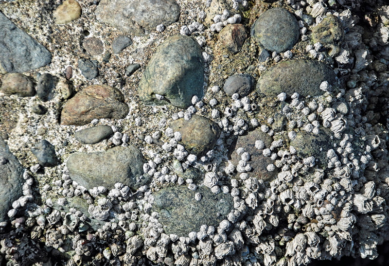 rock, pebble, background, shoreline, day, solid, high angle view, textured, pattern, stone, directly above, crustacean, coast, 5K, rock - object, outdoors