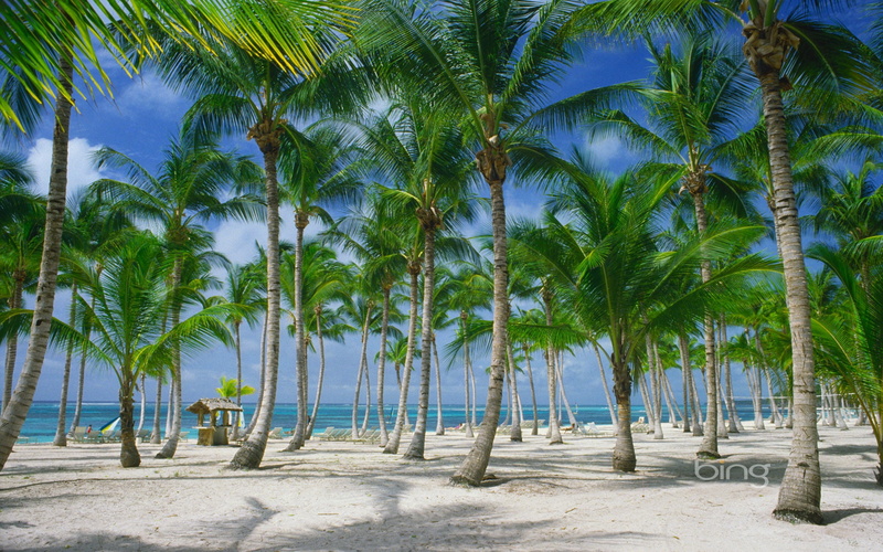 1080P, hd, palms, best, search, microsoft, s, beaches, nature, palm, art, bing, windows7theme