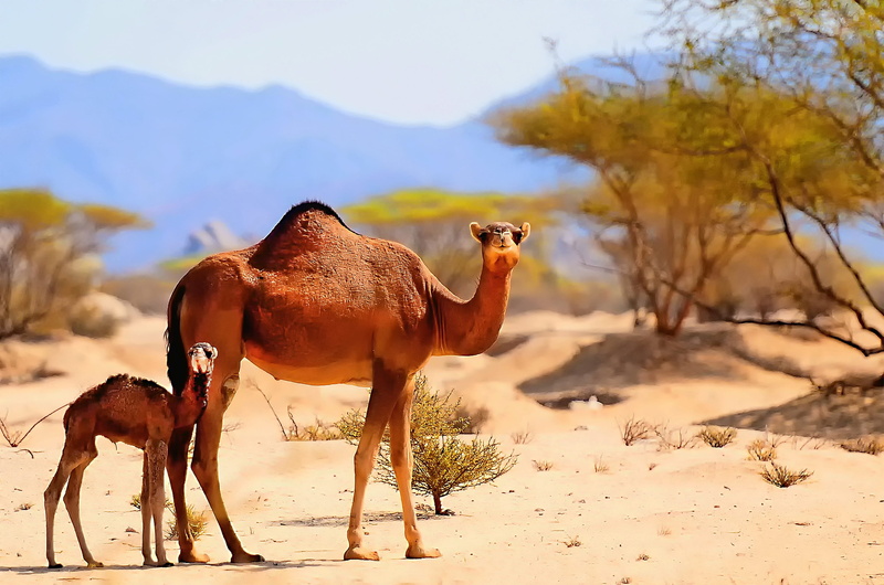 sky, domestic animals, herbivorous, summer, livestock, wildlife, mammal, animal themes, one animal, trees, plant, desert, george paris, mountain, nature