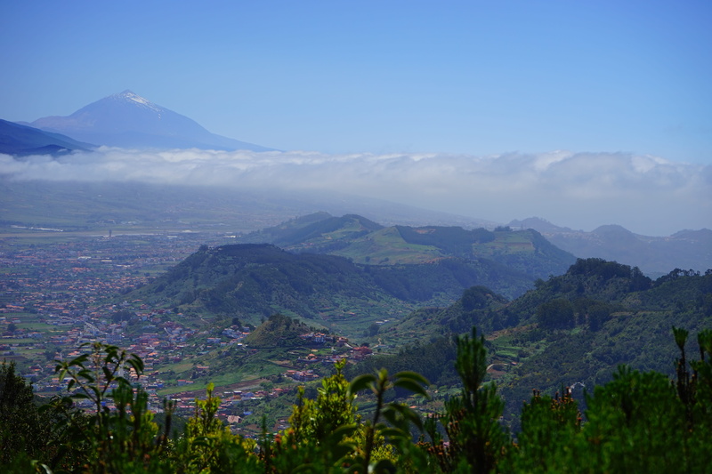 tree, island, canary islands, green color, la laguna, san cristóbal de la laguna, cruz del carmen, parque rural de anaga, city, mountain range, viewpoint