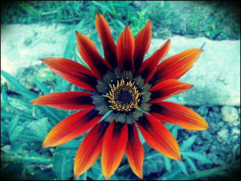 colourful, bright, edit, nature, 3d and abstract, spring, flower, photography, orange, 1080P, closeup, viewpoint