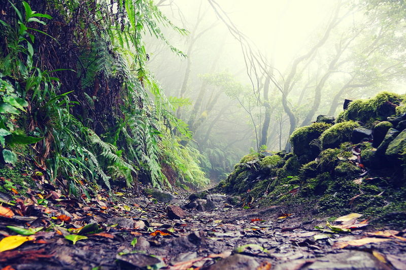 green, hiking, trail, outdoors, trunk, woodland, rest, jungle, mystical, plant, island, rainforest, day, spain, anaga, laurel forest, tree, no people, 5K