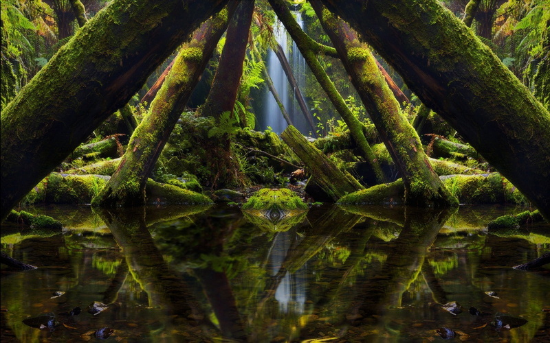 photography, plants, reflection, trees, algae, water, nature, 720P, photo manipulation