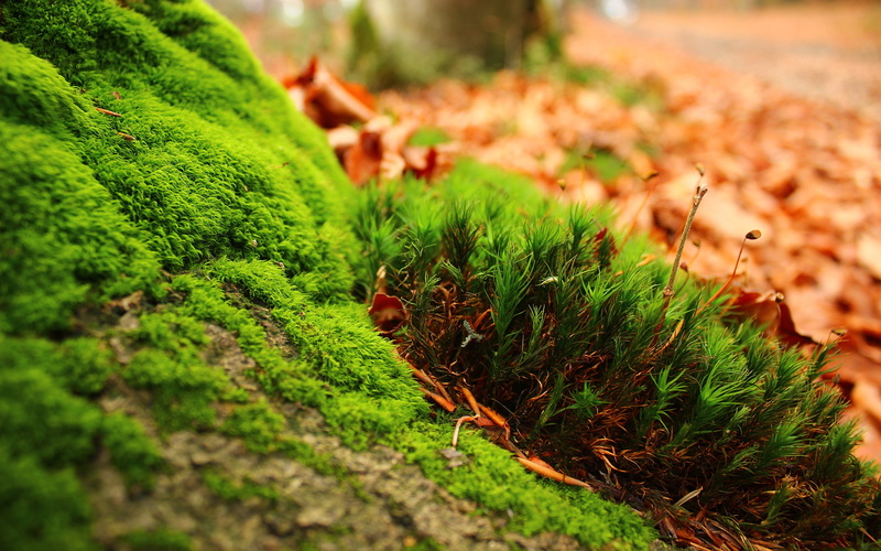 green, algae, grass, trees, Nature, cool, awesome, 2K