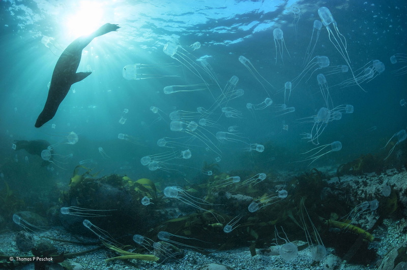 sunlight, textile, animals, underwater, beauty in nature, animal wildlife, algae, animal, large group of animals, sea life, photography, sea, sunbeam, gray