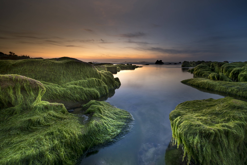 shore, idyllic, plant, algae, nature, sky, water, coast, land, tranquil scene, growth, green color, tranquility, background, 5K, sunset, scenics - nature