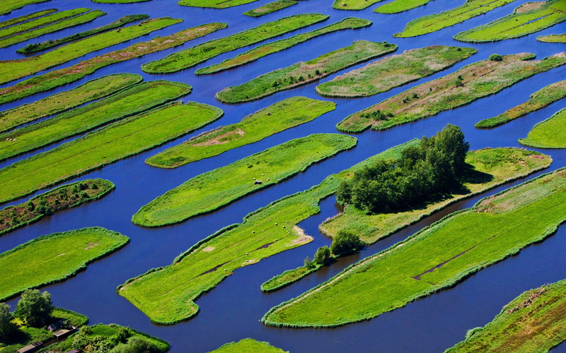 plant, swamp, day, high angle view, water, lake, beauty in nature, green color, algae, growth, blue, green, tranquility, no people, islands, scenics - nature