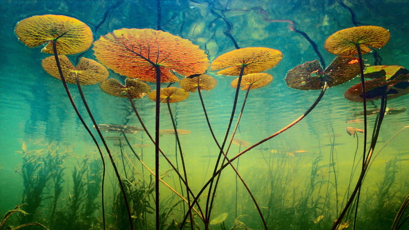 green, plant stem, botany, flower, freshness, pond, flowering plant, underwater world, no People, algae, blue, nature, water Lily, yellow, beauty In Nature