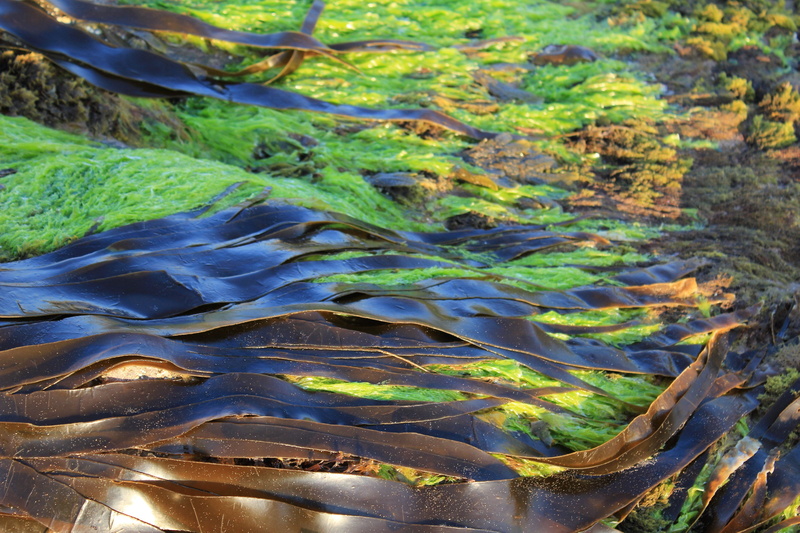 lake, tree, day, plant part, close-up, nature, plant, tranquility, algae, stream - flowing water, seashore, water, coastline, land, marine, high angle view