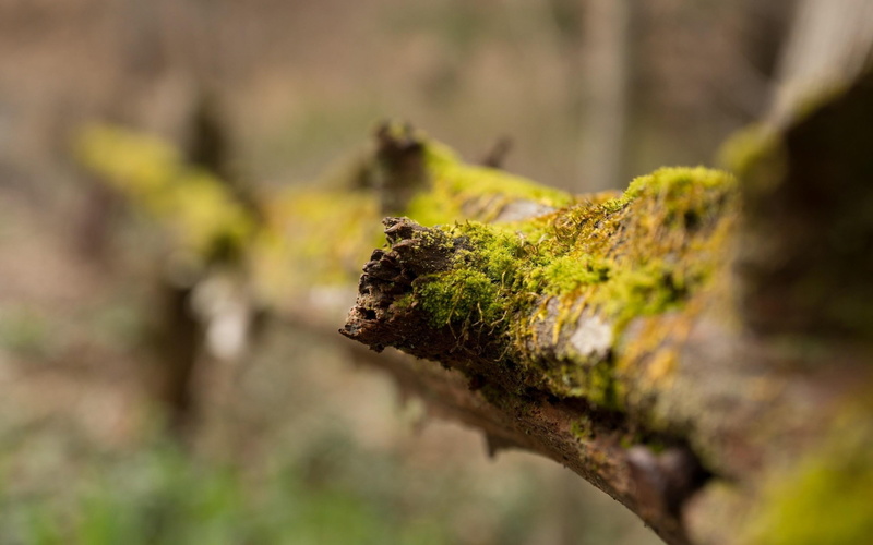 wood, mossy, algae, 2K, nature, 2560x1600, moss, green