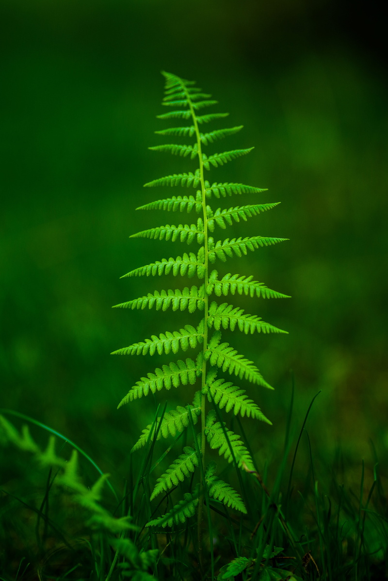grass, selective, focus, nature, growth, vulnerability, quebec, plant part, beauty in nature, outside, outdoors, soil, rainforest, leaf, field, land, 5K