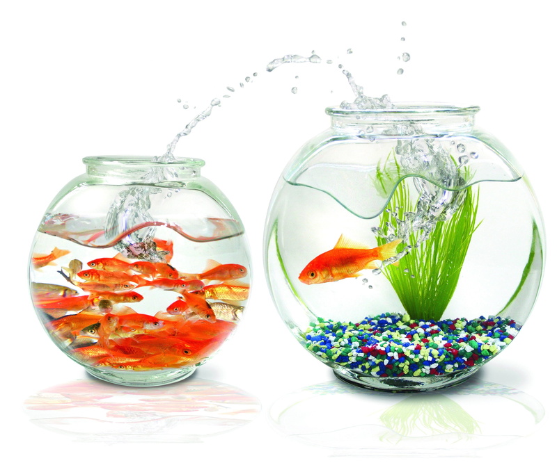 close-up, white background, animal themes, transparent, freshness, jar, plant, vertebrate, multi Colored, fishbowl, green Color, no people, pets, yellow