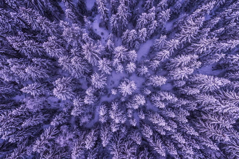 shot, natural, forest, full frame, beauty in nature, pattern, cold temperature, covered, purple, nature, textile, material, abstract, 2K, close-up, backgrounds
