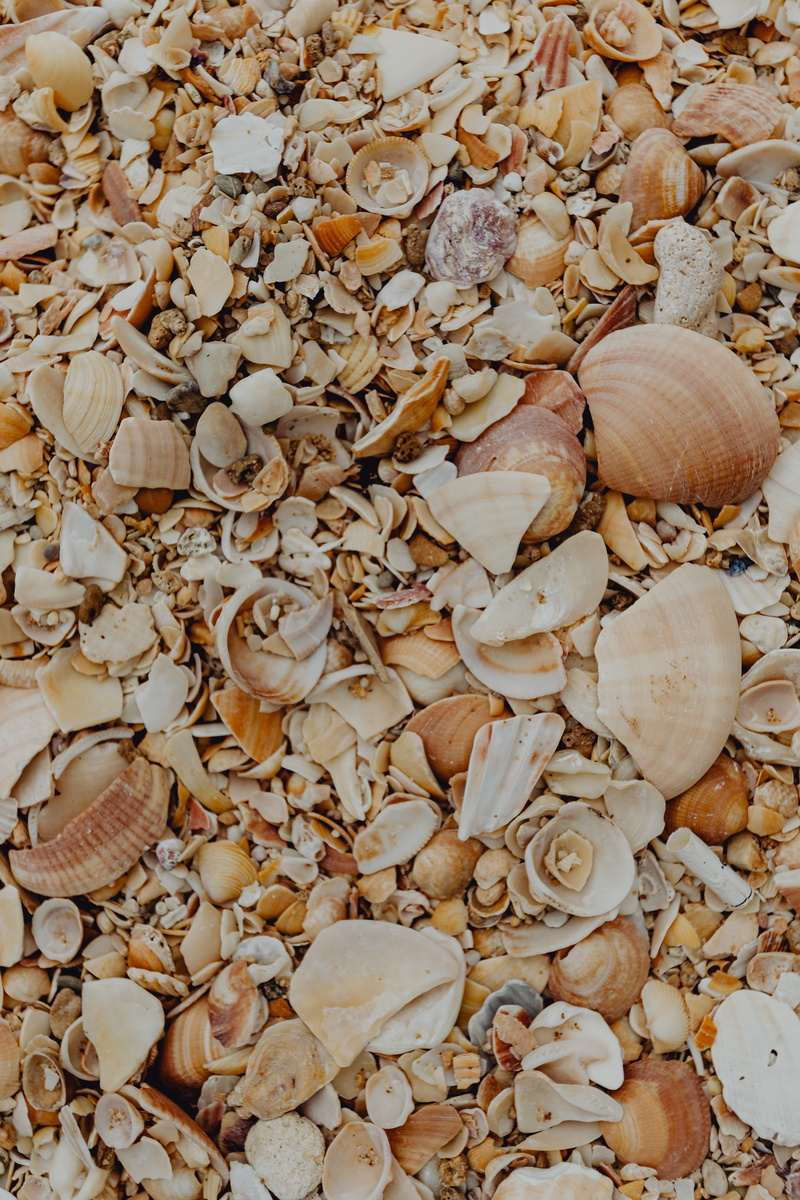 large group of objects, background, portugal, backgrounds, food and drink, shells, textured, food, no people, high angle view, marine, animal wildlife