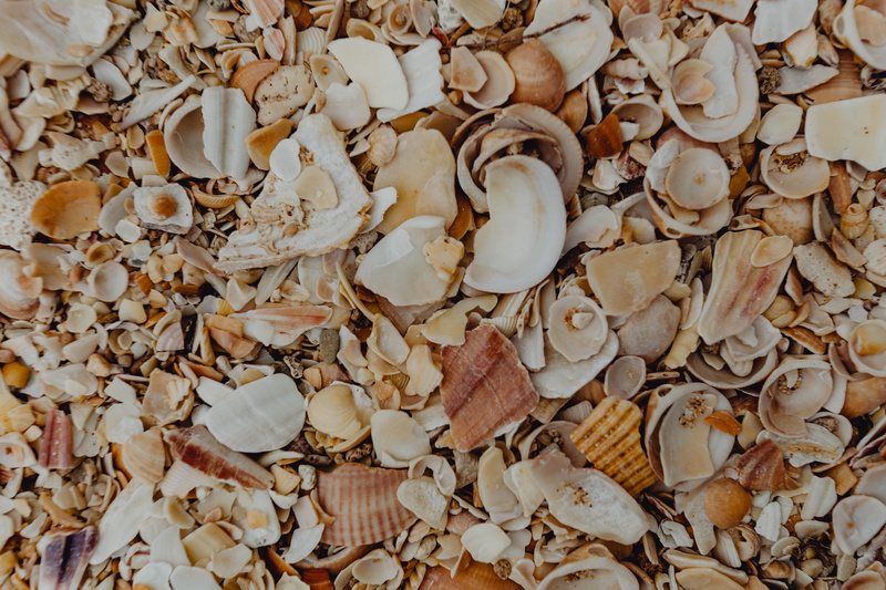 leaves, background, shells, abundance, nature, outdoors, beach, pattern, directly above, portugal, animal shell, algarve, land, plant part, dry, day, shell